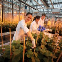 Mitarbeitende der Hochschule Geisenheim experimentieren mit Reben. 